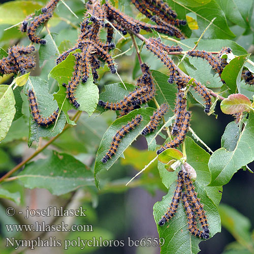 Vanessa multicolore Kirsebærsommerfugl Fluturele multicolor