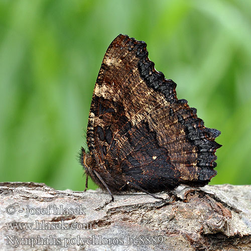 Large Tortoiseshell Blackleg Grande tortue Nagy rókalepke