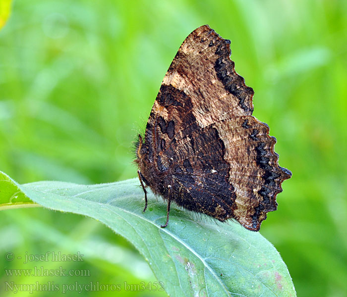 Nymphalis polychloros Vanessa Grande tortue