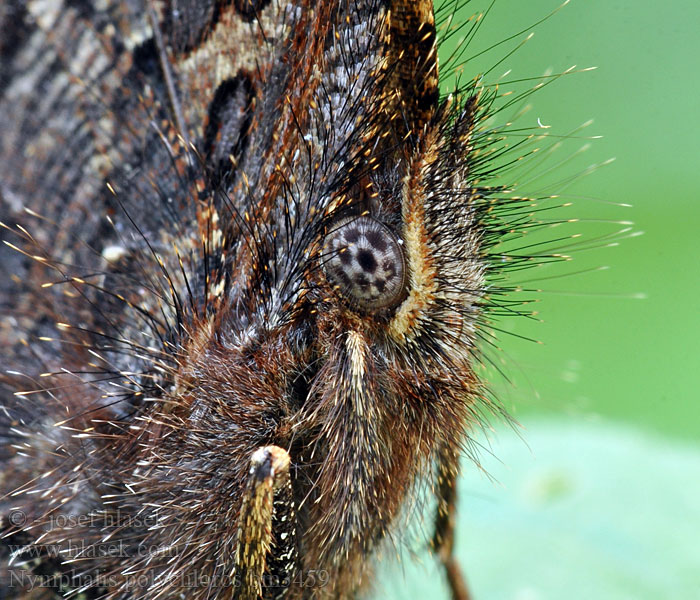 Nymphalis polychloros Nagy rókalepke Großer Fuchs