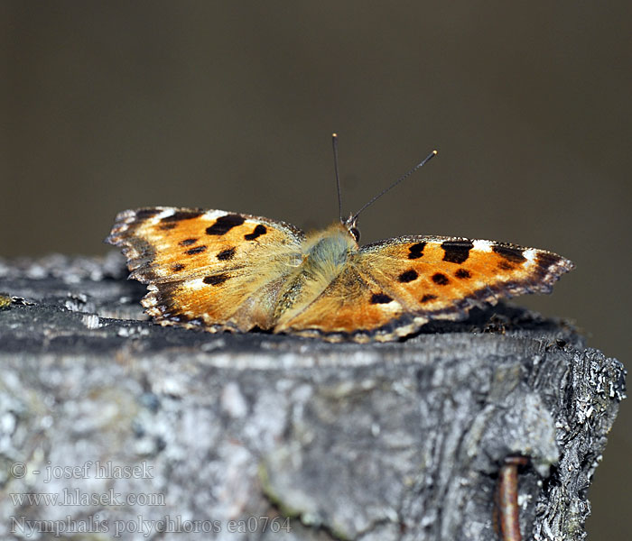 Nymphalis polychloros Rusałka wierzbowiec Babôčka brestová