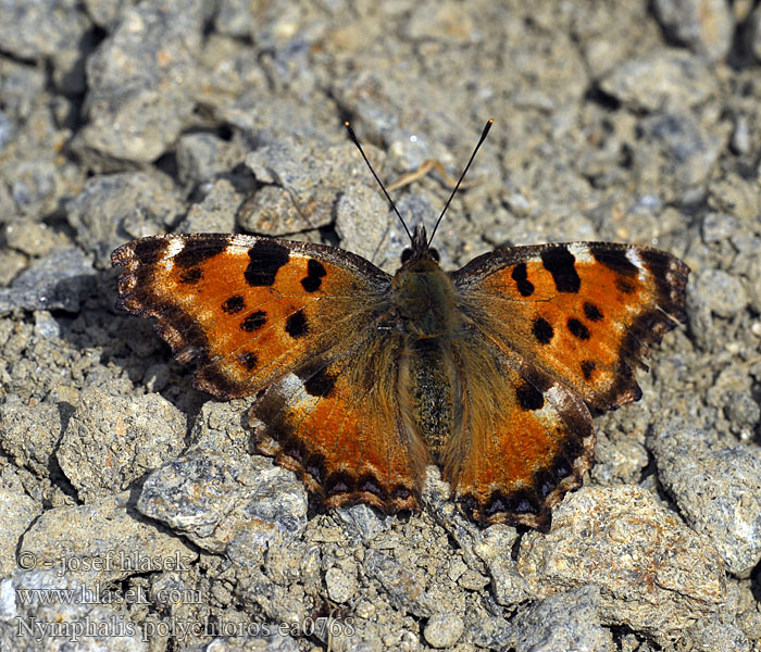 Nymphalis polychloros Babočka jilmová