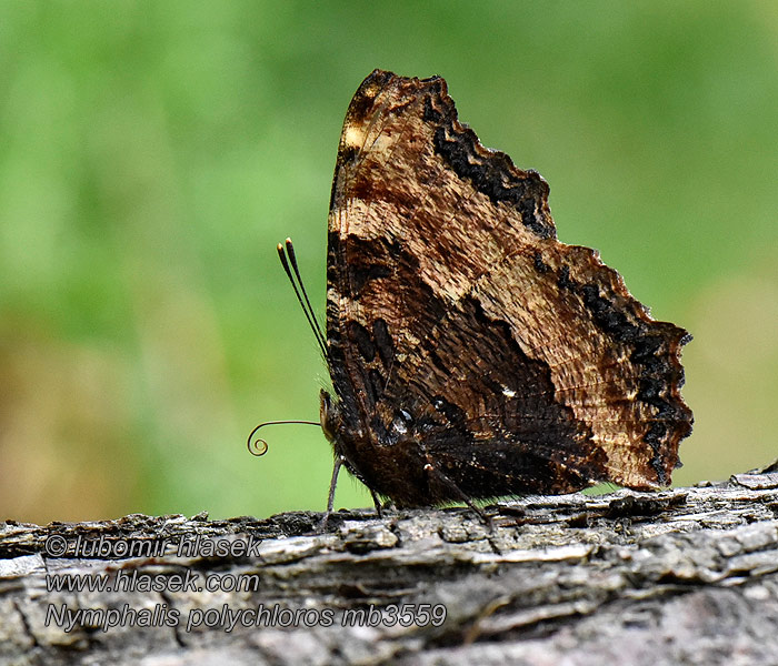 Nagy rókalepke Nymphalis polychloros