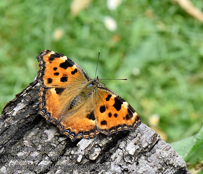 Großer Fuchs Nymphalis polychloros