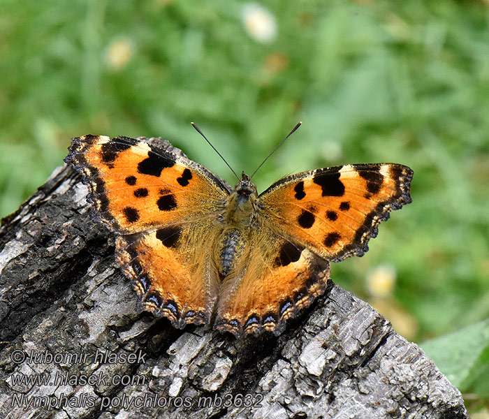 Rusałka wierzbowiec Nymphalis polychloros