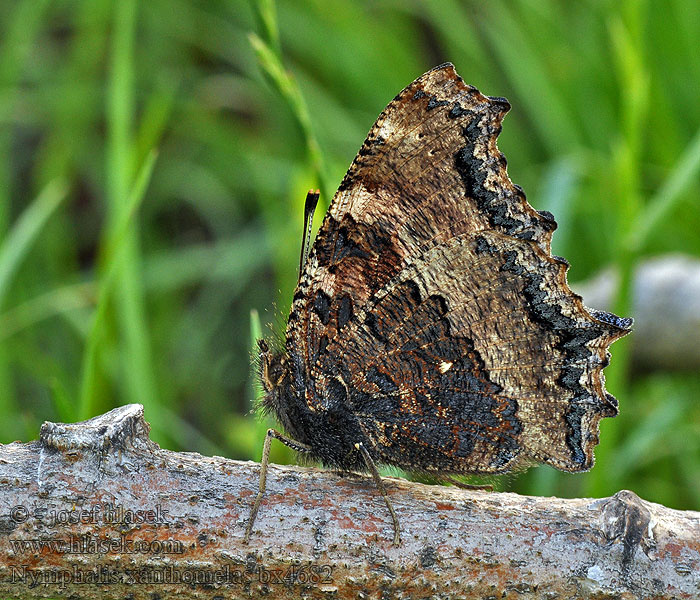 Babočka vrbová Nymphalis xanthomelas