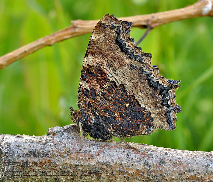 Östlicher Großer Fuchs Nymphalis xanthomelas