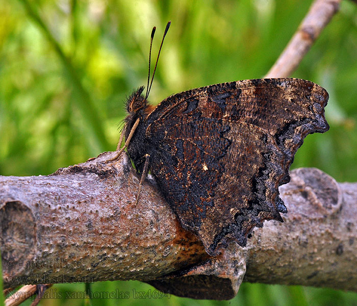 Rusałka drzewoszek Nymphalis xanthomelas