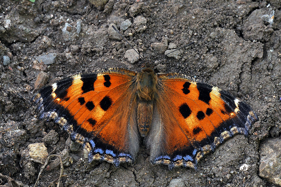 Videfuks Nymphalis xanthomelas