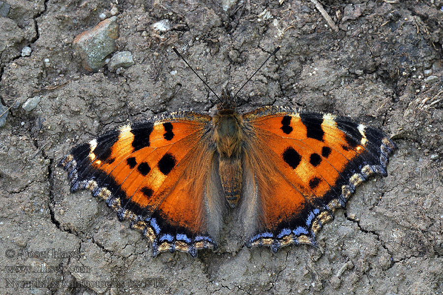 Isonokkosperhonen Nymphalis xanthomelas