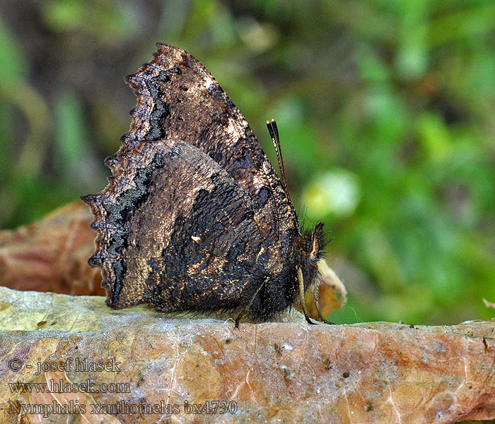 Ostlig takvinge Nymphalis xanthomelas