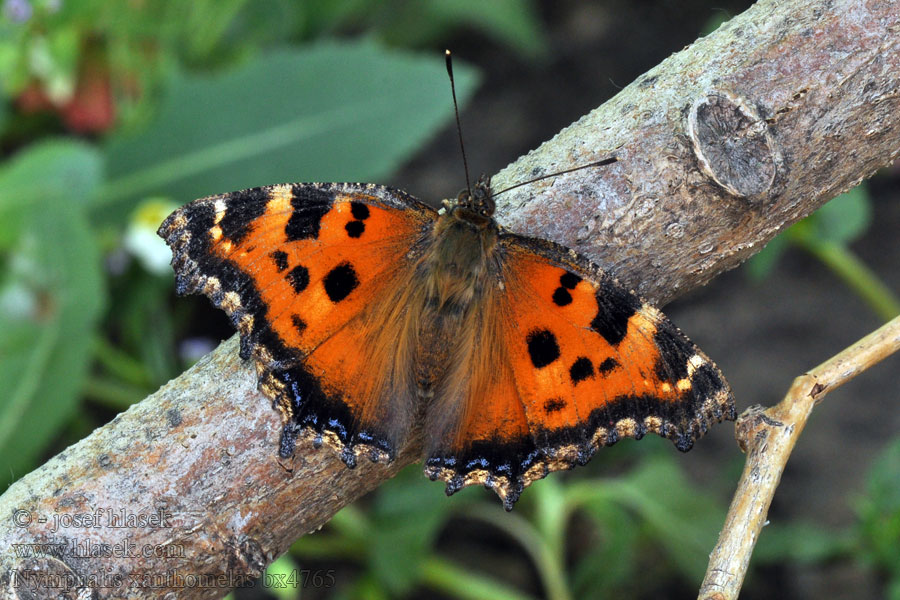 Poostelijke vos Nymphalis xanthomelas