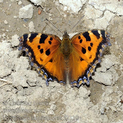 Nymphalis xanthomelas Scarce Tortoiseshell Babočka vrbová