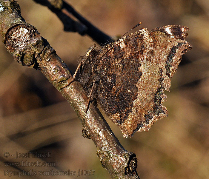 緋蛺蝶 Nymphalis xanthomelas