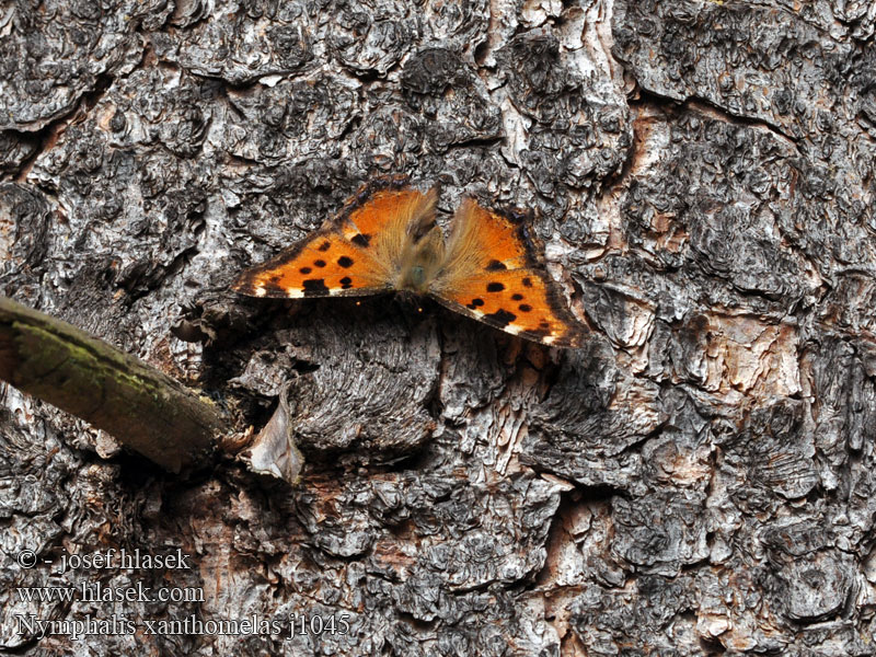 Tortue pattes jaunes Nymphalis xanthomelas