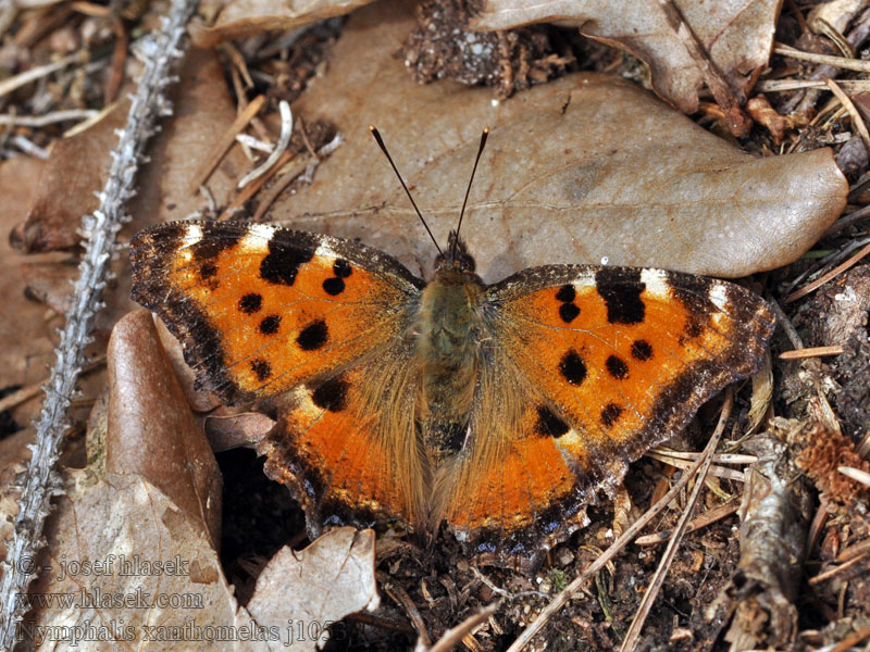 Žutonoga riđa Nymphalis xanthomelas