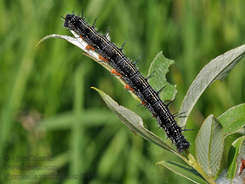 Raudonjuostė pleštekė Nymphalis xanthomelas