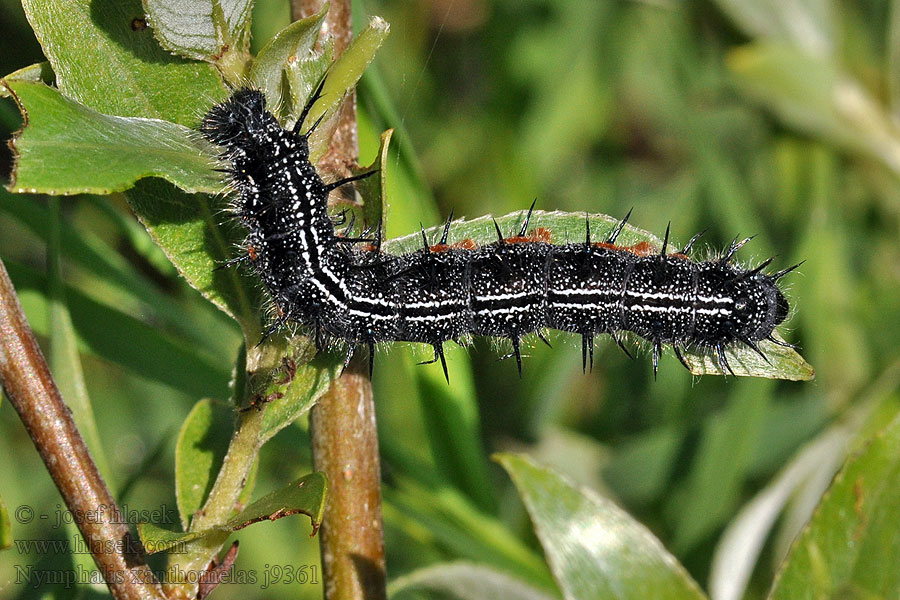 ヒオドシチョウ Nymphalis xanthomelas