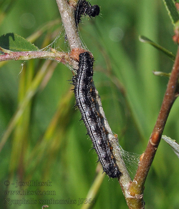 Vörös rókalepke Nymphalis xanthomelas