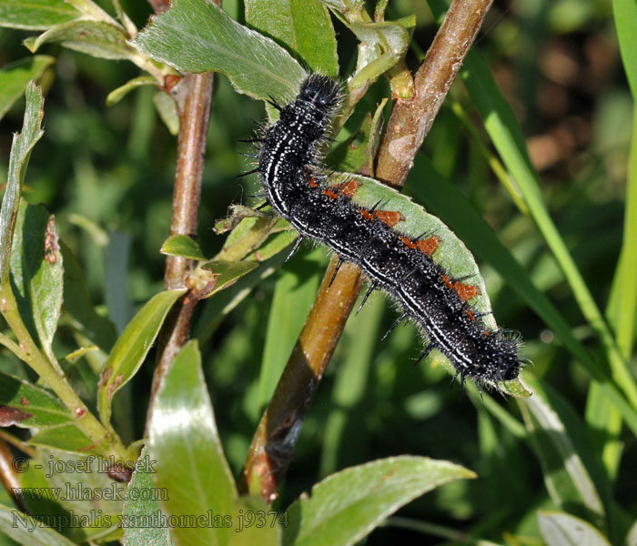 Pisani lepotec Sarı Ayaklı Nimfalis Nymphalis xanthomelas