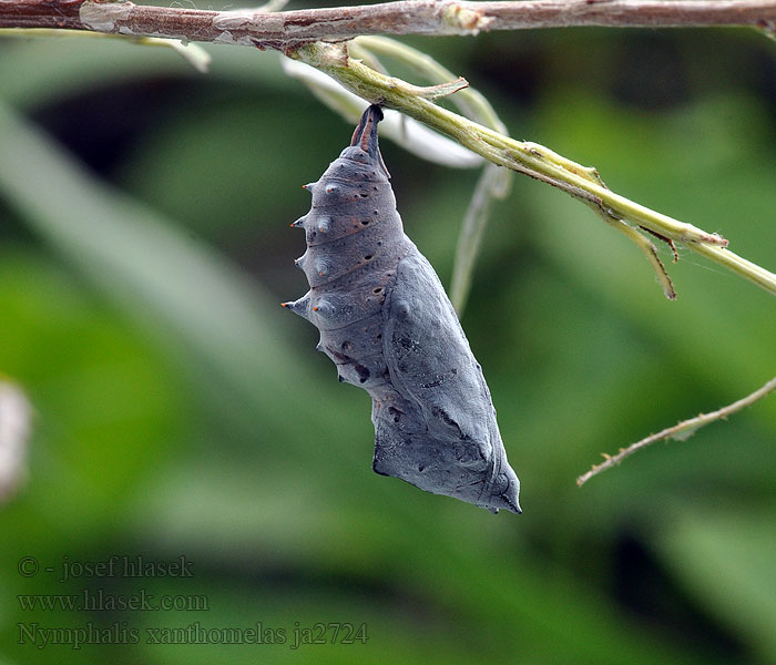 Scarce Tortoiseshell Nymphalis xanthomelas