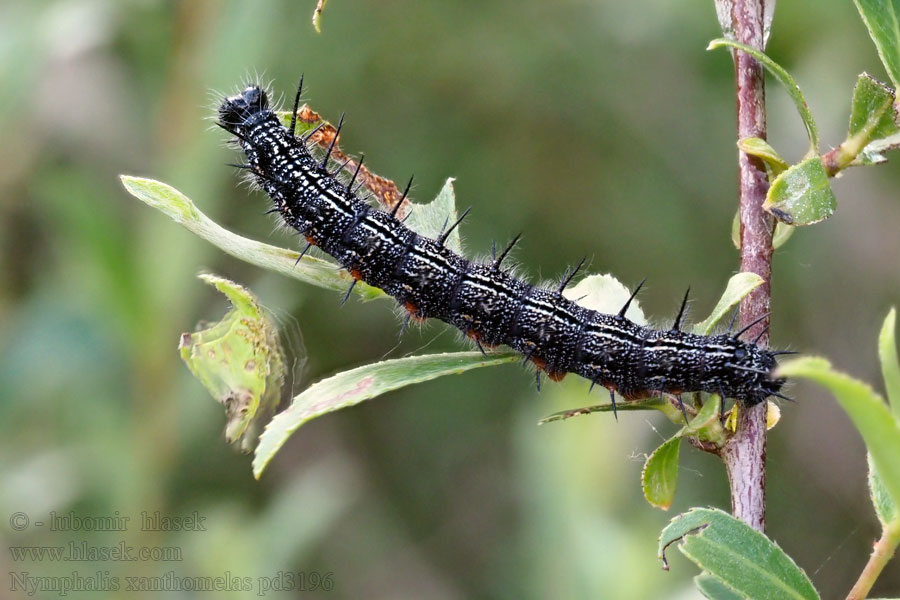 Nymphalis xanthomelas