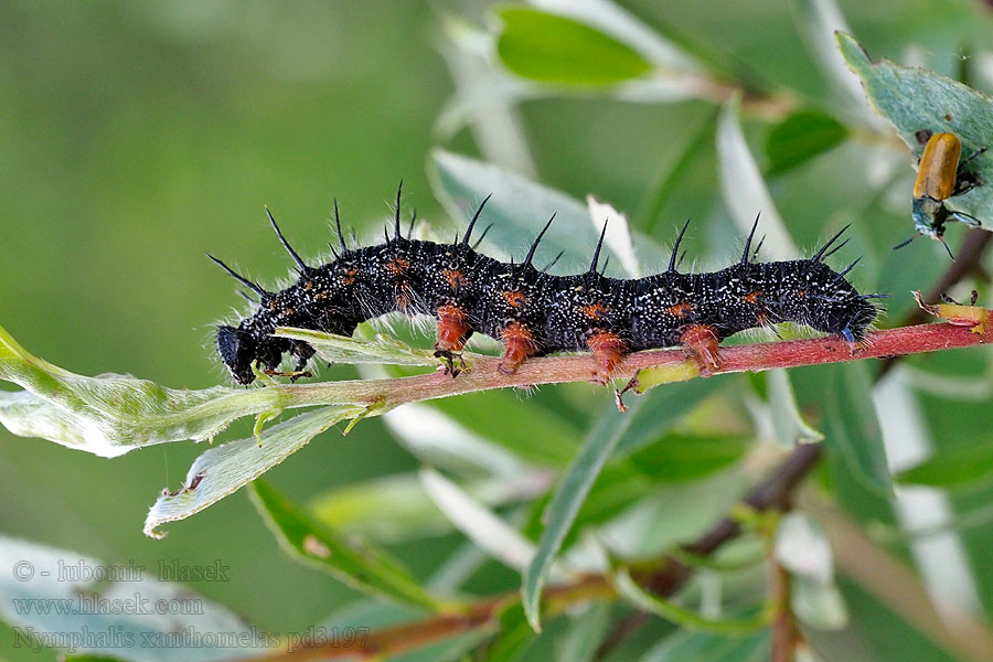 Nymphalis xanthomelas