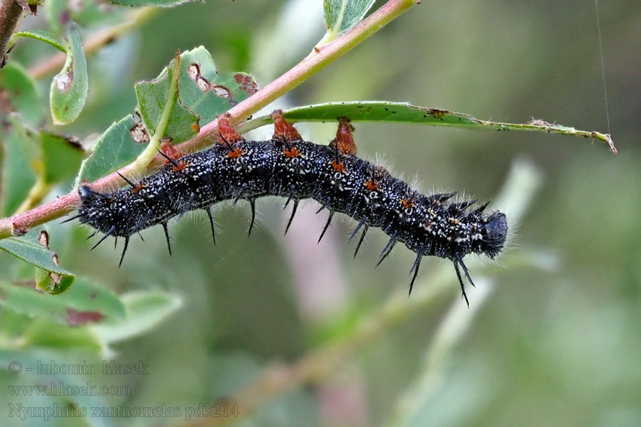 Nymphalis xanthomelas