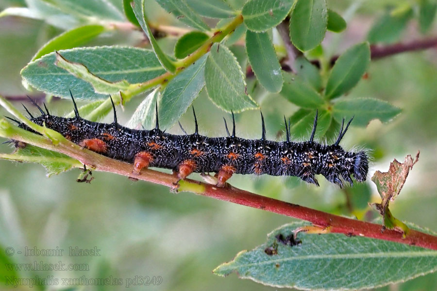 Nymphalis xanthomelas