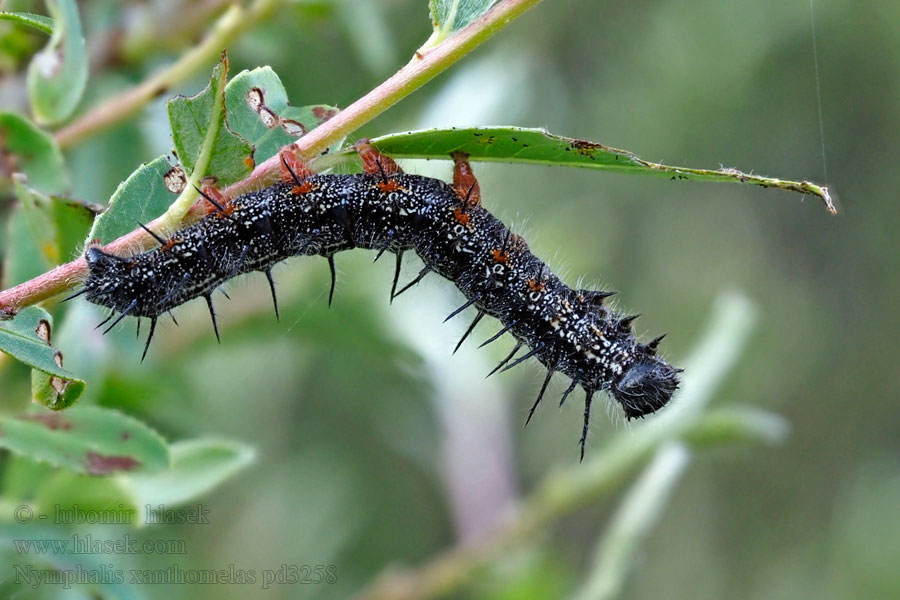 Nymphalis xanthomelas