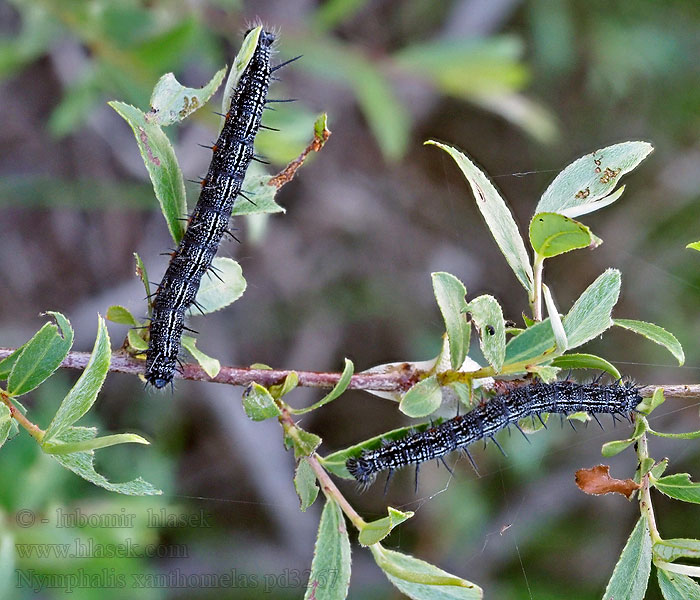 Nymphalis xanthomelas