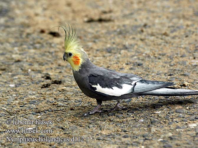 Nymphicus hollandicus Cockatiel cockatiels Nymfeparakit Nymfipapukaija Calopsitte élégante Valk parkiet Valkparkiet Calopsite calopsitte Nimfapapagáj Nymphensittiche Nymphensittich Nimfa lutino Korela chocholatá Ninfa Carolina Nymfkakadua Sultan Papağanı Папуга німфовий карелла נימפית מצויצת  Nimfinė papūgėlė Nymfeparakitt Caturra Корелла нимфа 雞尾鸚鵡 拉丁文名称： Papiga Nimfa Κοκατίλ Papagalul nimfa オカメインコ