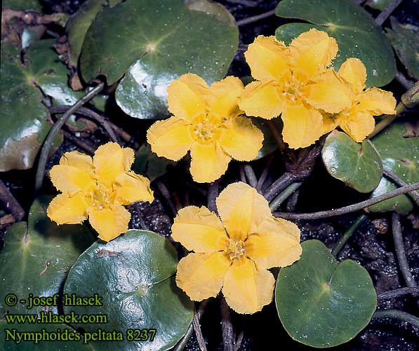 Nymphoides peltata Limnanthemum peltatum Europäische Seekanne