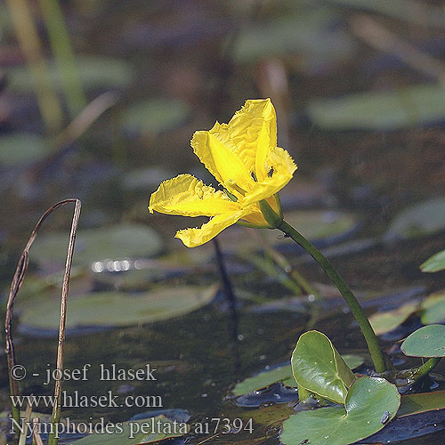 Water Fringe Fringed Waterlily Щитолистна какичка Блатна лилия