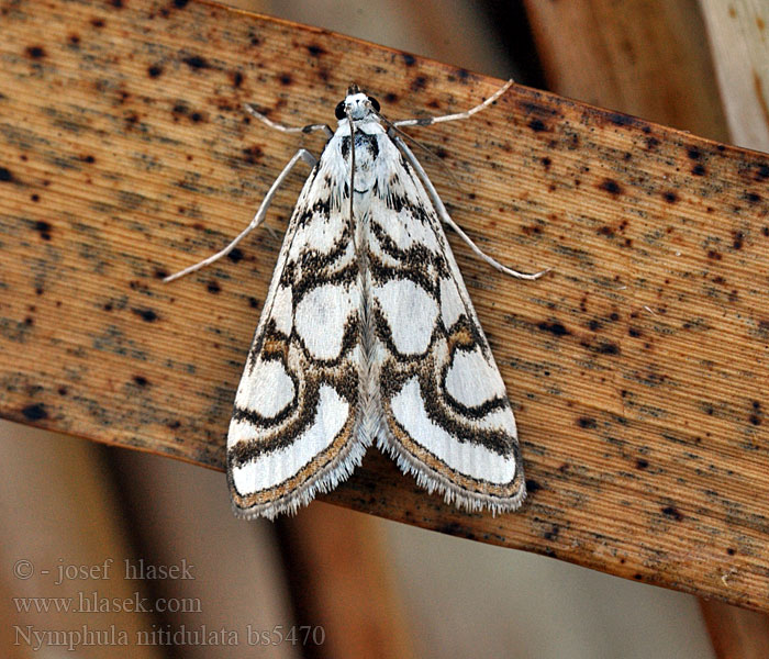 Nymphula nitidulata Vílenka zevarová