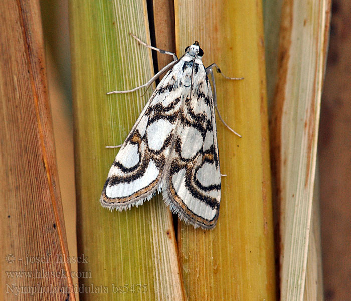 Nymphula nitidulata Wasserzünsler Beautiful China-mark