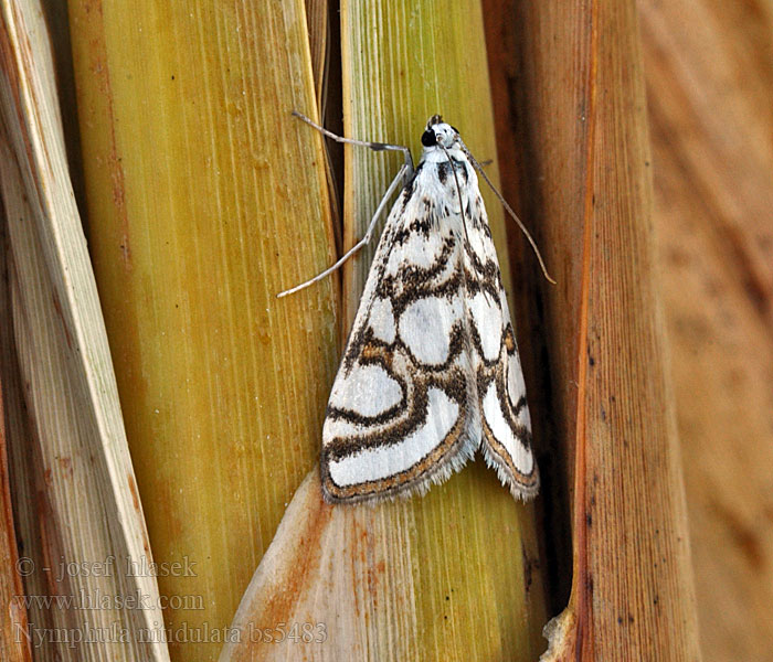 Nymphula nitidulata Egelskopmot Järvikoisa