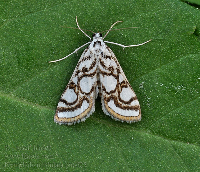 Nymphula nitidulata Dammott Porselensdammott