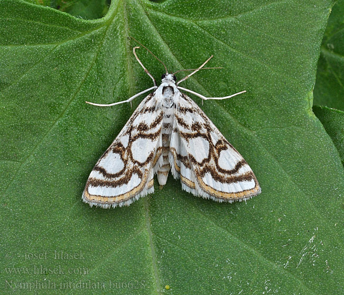 Nymphula nitidulata