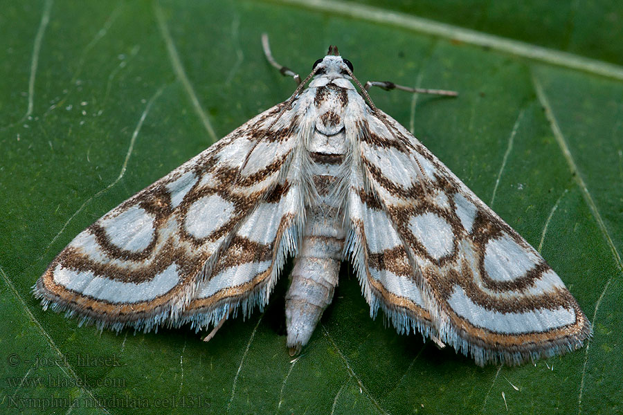 Vílenka zevarová Nymphula nitidulata