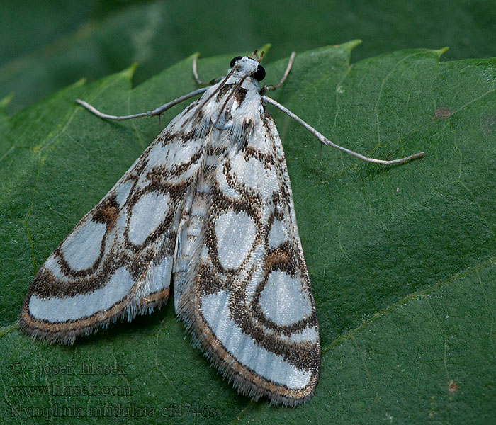 Wasserzünsler Nymphula nitidulata