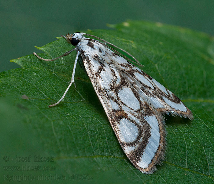 Beautiful China-mark Nymphula nitidulata