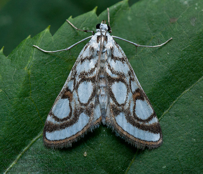 Egelskopmot Nymphula nitidulata