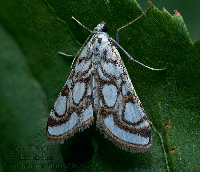 Järvikoisa Nymphula nitidulata