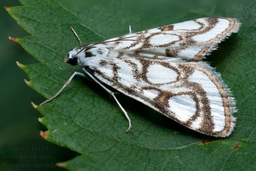 Dammott Porselensdammott Nymphula nitidulata