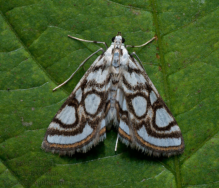 Nymphula nitidulata