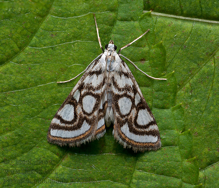 Nymphula nitidulata