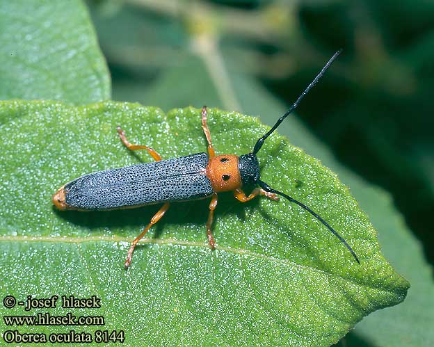 Oberea oculata 8144 CZ: Kozlíček dvojtečný