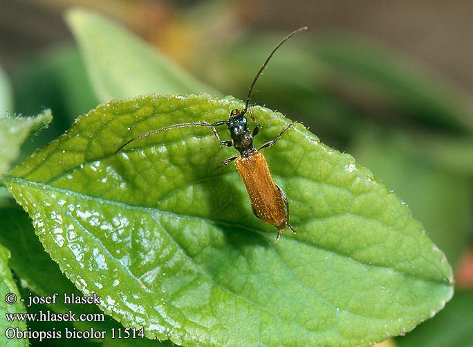 Obriopsis bicolor 11514