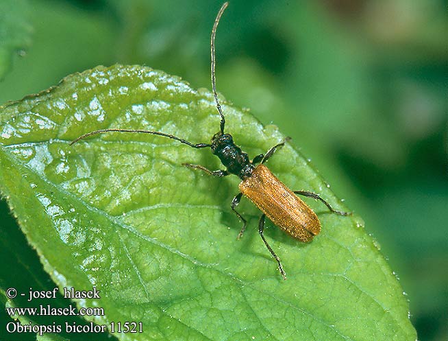 Obriopsis bicolor 11521